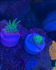 Japanese deep water for sale  HATFIELD