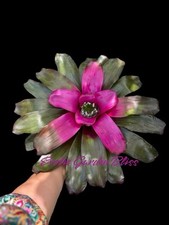 plant purple passion for sale plant purple passion for sale USA