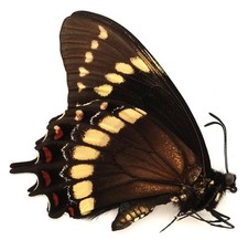 Papilio scamander greyi gebraucht kaufen  München