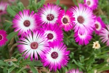 100 seeds pink for sale  Marshville