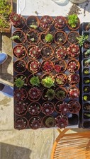 Pack sempervivum mixed for sale  SOUTHAMPTON