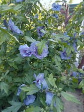 Hibiscus marina blue for sale  BEXHILL-ON-SEA