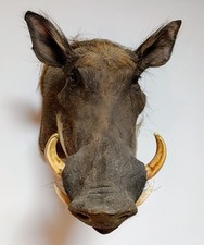 Taxidermy cabinet curiosites usato  Roma