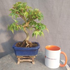 Lovely japanese maple for sale  BANGOR
