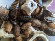 Dubia roaches naturally for sale  Portage