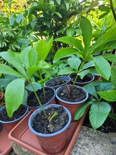 Hellebores hardy hybrid for sale  FAREHAM