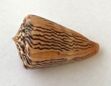 Coquillage conidae princeps d'occasion  Mandelieu-la-Napoule