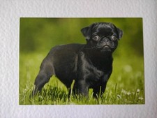 Mops welpe hundepostkarte gebraucht kaufen  Borna