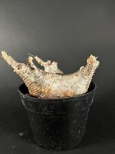Pachypodium densiflorum d'occasion  Expédié en Belgium