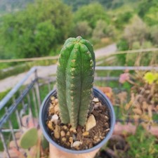 Vaso pachanoi torcia usato  Barcellona Pozzo di Gotto