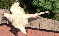 mounted pheasant for sale  Souderton