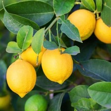 lemon tree plant for sale lemon tree plant for sale Plant City