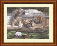 Border terrier puppies for sale  CANNOCK