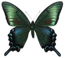 Papilio dehaanii tokaraensis gebraucht kaufen  München