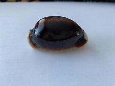 Superbe cypraea eglantina d'occasion  Mandelieu-la-Napoule