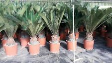 Pianta cycas altezza usato  Ragusa