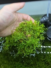 Aquariummoos creeping moos gebraucht kaufen  Salzweg
