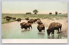 Buffalo drinking water for sale  Fort Wayne