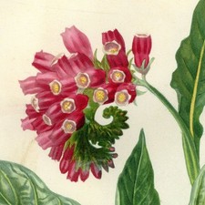 Symphytum purpureum flower d'occasion  Expédié en Belgium