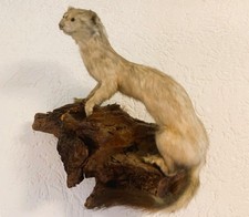 Tierpräparat ausgestopft maus gebraucht kaufen  Lohmar