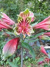 Alstroemeria psittacina mature for sale  Woodville