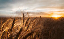 Hard red wheat for sale  Melbourne