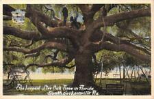 Largest live oak for sale  Shipping to Ireland