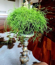 Rare rhipsalis baccifera for sale  Glenmoore