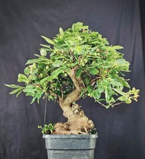 Pre bonsai melo usato  Cison di Valmarino