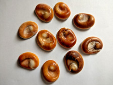 10 SHIVA EYES OPERCULUM SEA SHELL OJOS DE SANTA LUCIA 10 PCS comprar usado  Enviando para Brazil