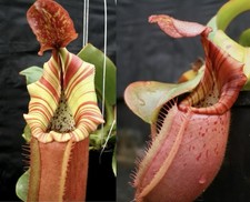 Nepenthes vetchii seedlings for sale  Calabash