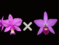 Lc. vigour nobiceps for sale  Loxahatchee