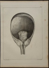 1839 planche anatomie d'occasion 1839 planche anatomie d'occasion  France