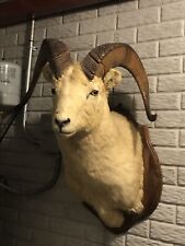 Alaskan dall ram for sale  Somerset