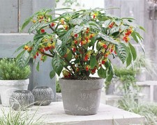 Parrot plant congo for sale  LLANELLI