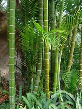 Giant moso bamboo for sale  WALLASEY
