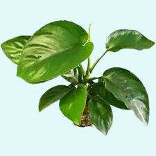 anubias nana petite for sale anubias nana petite for sale Forney
