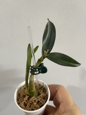 Dendrobium kingianum orchid for sale  Brookfield