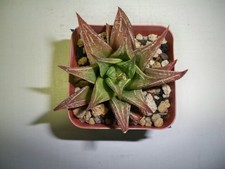 476 haworthia triebnereana for sale  El Cajon
