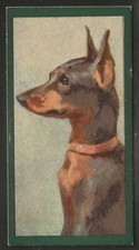 Tc046 taddy dogs for sale  COLNE