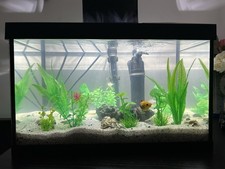 platy for sale  LONDON