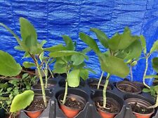 Immune boost jamaican for sale  Hollywood
