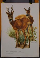 Poster plakat wandkarte gebraucht kaufen  Berghülen