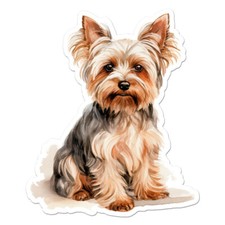 Yorkie yorkshire terrier for sale  USA