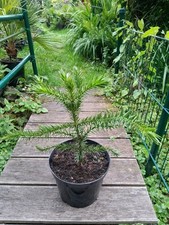 Araucaria araucana schmucktann gebraucht kaufen  Ennepetal