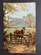 Horse surrey harry for sale  WORKINGTON