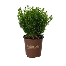 Gal. boxwood baby for sale  Phoenix