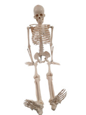 human skeleton model for sale human skeleton model for sale RUGBY