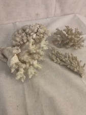 Lot coraux blancs d'occasion  Marseille V