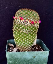 Mammillaria huitzilopochtii ca for sale  Palm City